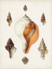 Sowerby Shells VII Poster Print - James Sowerby