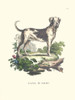 French Dogs IX Poster Print - Unknown