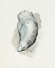 Oysters on the Bay II Poster Print - Grace Popp