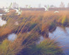 Marshland Hues II Poster Print - Steve Hunziker