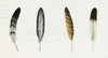 Custom Merged Found Feathers Poster Print - Grace Popp