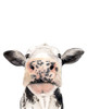 Watercolor Cow Portrait II Poster Print - Grace Popp