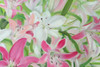 Pink and White Lilies II Poster Print - Sandra Iafrate