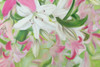 Pink and White Lilies V Poster Print - Sandra Iafrate