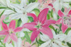 Pink and White Lilies III Poster Print - Sandra Iafrate