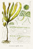 Seaweed Illustration VI Poster Print - Unknown