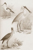 Sepia Water Birds II Poster Print - Unknown