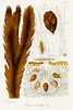 Seaweed Illustration II Poster Print - Unknown