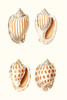 Lamarck Shells I Poster Print - Lamarck