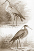 Sepia Water Birds III Poster Print - Unknown