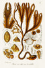 Seaweed Illustration I Poster Print - Unknown