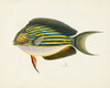 Tropical Fish Collection I Poster Print - Unknown