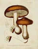 Mushroom Varieties VI Poster Print - Unknown