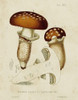 Mushroom Varieties III Poster Print - Unknown