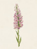 Mauve Garden Flowers I Poster Print - Unknown