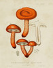 Mushroom Varieties IV Poster Print - Unknown