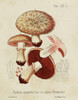 Mushroom Varieties II Poster Print - Unknown
