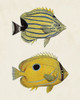 Yellow And Grey Fish III Poster Print - Unknown