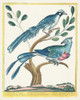 Pastel Birds VI Poster Print - Unknown