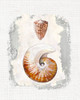 Textured Seashells II Poster Print - Diannart