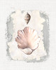 Textured Shells III Poster Print - Diannart