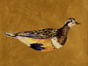 Feathered Friend II Poster Print - Melissa Wang