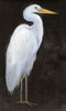 White Heron Portrait I Poster Print - Tim OToole