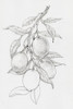 Fruit-Bearing Branch I Poster Print - Tim OToole