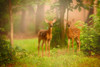 View At Rest V Poster Print - PHBurchett