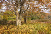 Maple and Ferns Poster Print - Danny Head