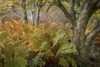 Autumn Ferns Poster Print - Danny Head