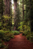 Forest Path I Poster Print - Danny Head