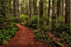 A Walk in the Woods II Poster Print - Danny Head