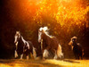 Horse Motion V Poster Print - PHBurchett