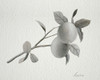 Limonero II Poster Print - Grace Popp