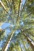 Looking Up Poster Print - Danny Head
