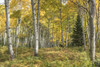 Aspen Grove I Poster Print - Danny Head