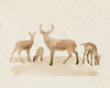 Whitetail Herd I Poster Print - Grace Popp