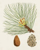 Antique Pine Cones IV Poster Print - Unknown