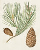 Antique Pine Cones III Poster Print - Unknown