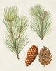 Antique Pine Cones I Poster Print - Unknown
