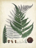 Collected Ferns II Poster Print - Unknown