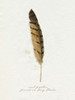 Found Feather III Poster Print - Grace Popp