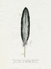 Found Feather II Poster Print - Grace Popp