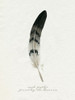 Found Feather I Poster Print - Grace Popp