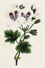 Antique Floral Folio IX Poster Print - Pancrace Bessa