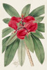 Flora of the Tropics III Poster Print - Unknown