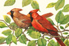 Cardinals Poster Print - Tim OToole