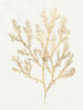 Gilded Algae VI Poster Print - Jennifer Goldberger