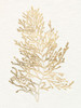 Gilded Algae IV Poster Print - Jennifer Goldberger
